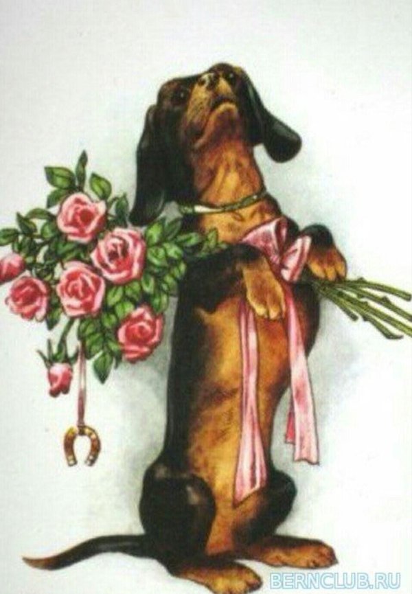 таксы карл райхерт