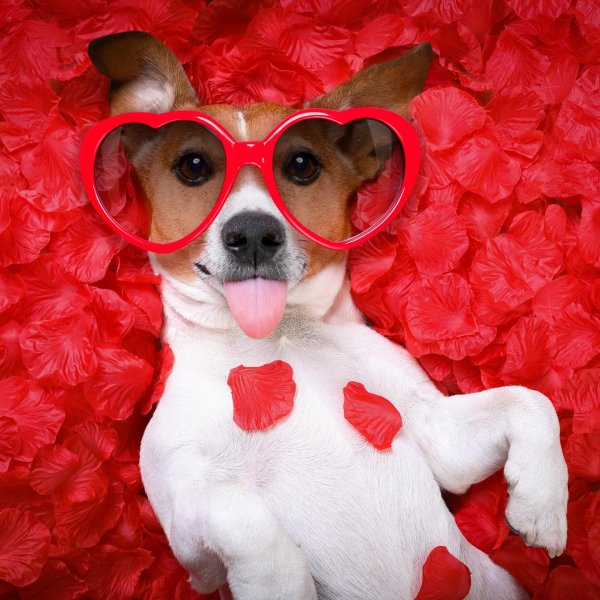 джек рассел