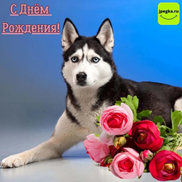 сибирский хаски