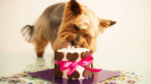 сладости для собак