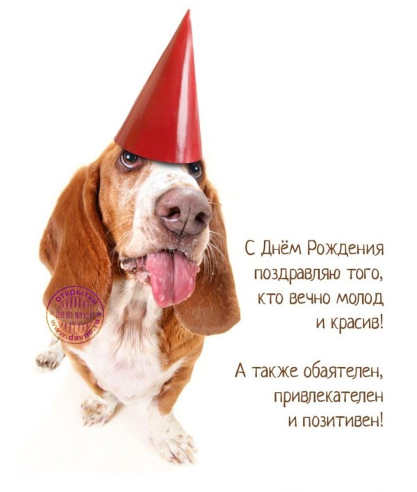 поздравление собаке
