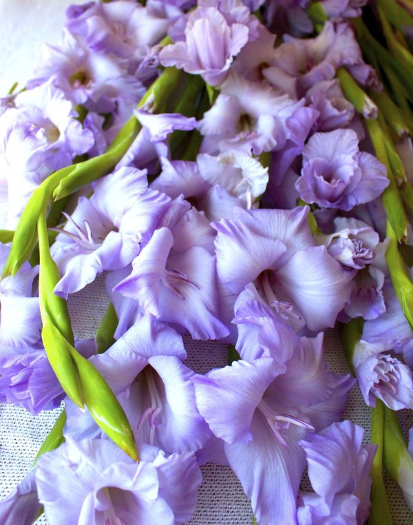 гладиолус орлеанс