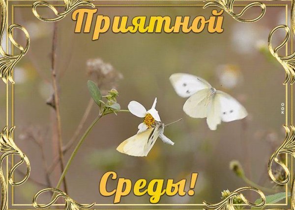 бабочка капустница