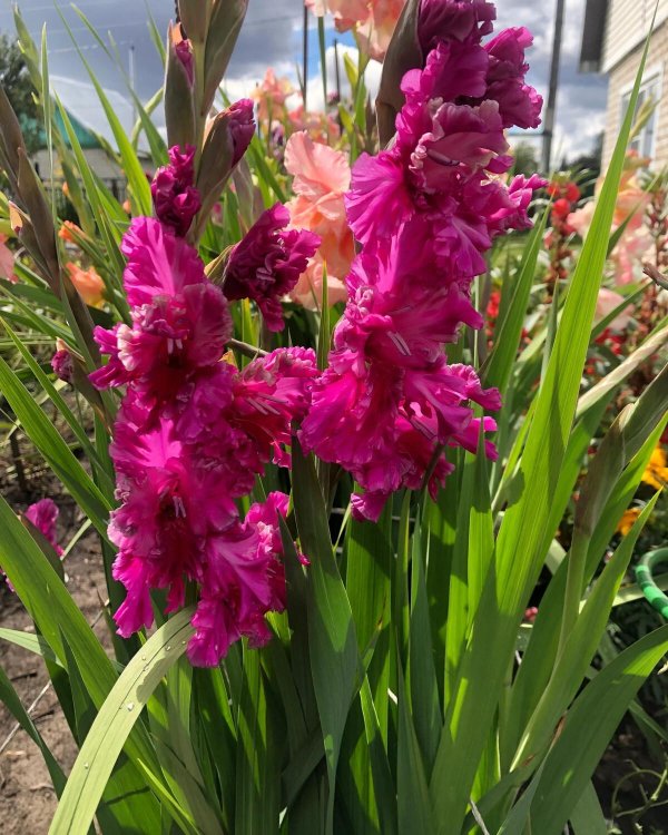 гладиолусы сорта