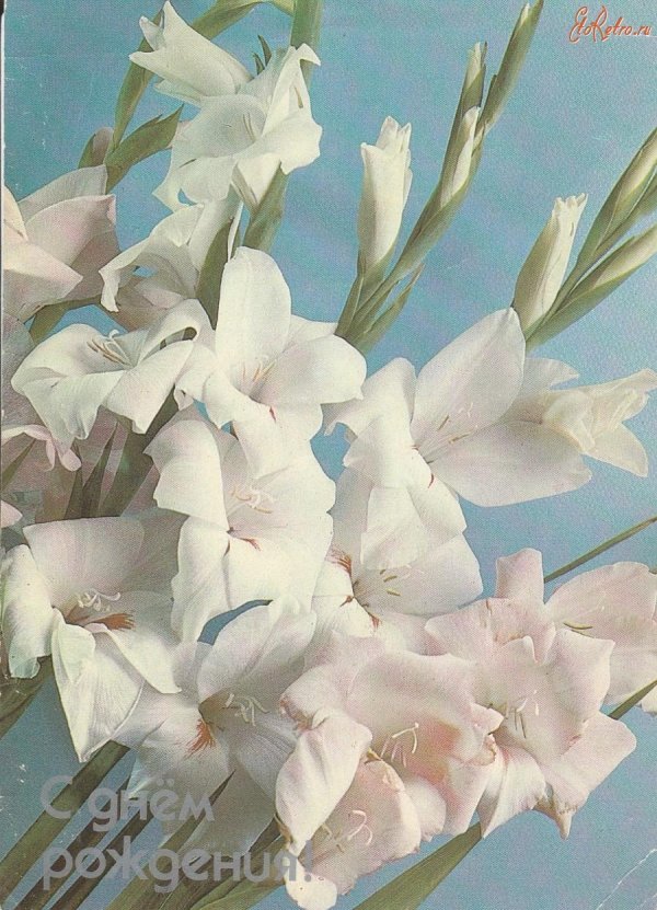 белые гладиолусы