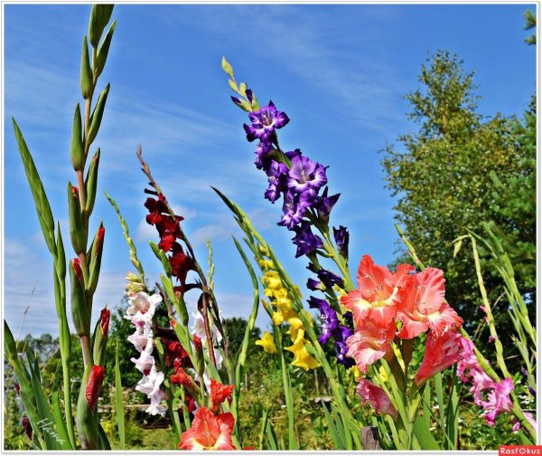 гладиолусы и лилии