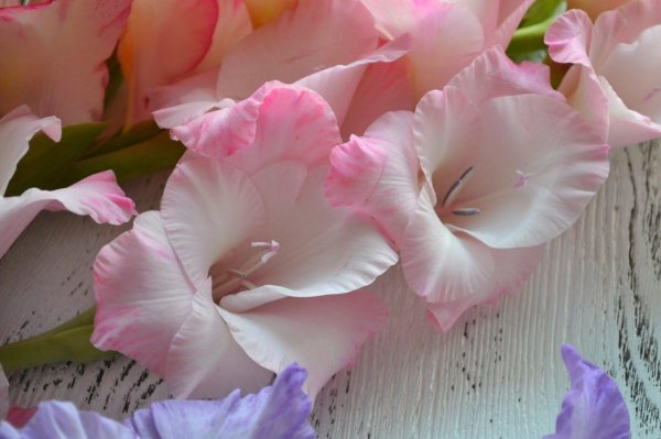 гладиолус крупноцветущий fiorentina