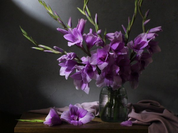 фиолетовые гладиолусы