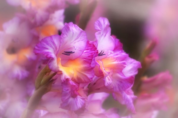 гладиолус сиреневый