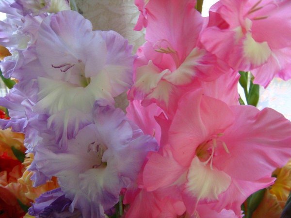 гладиолус анна леора