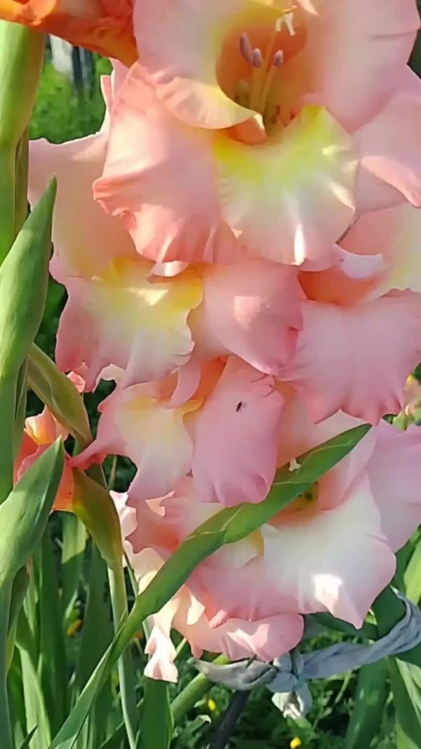 гигантские гладиолусы
