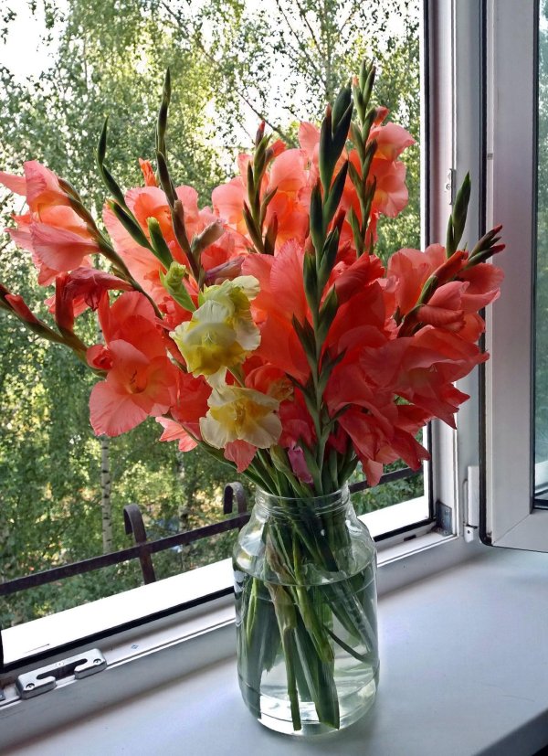 гладиолусы в вазе