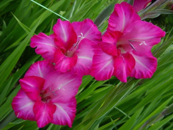 гладиолусы сорта