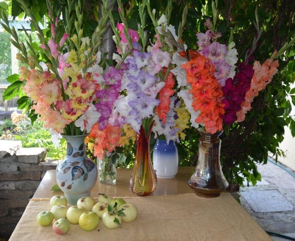 луковичные гладиолусы многолетние