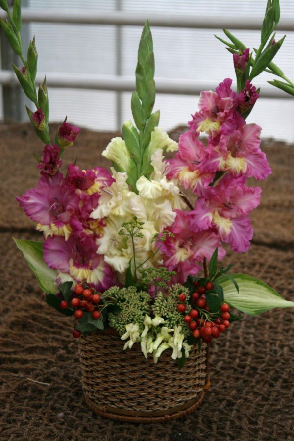 клумба для гладиолусов