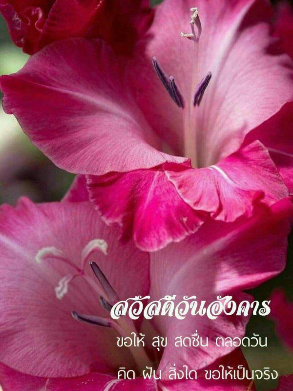 красивые гладиолусы