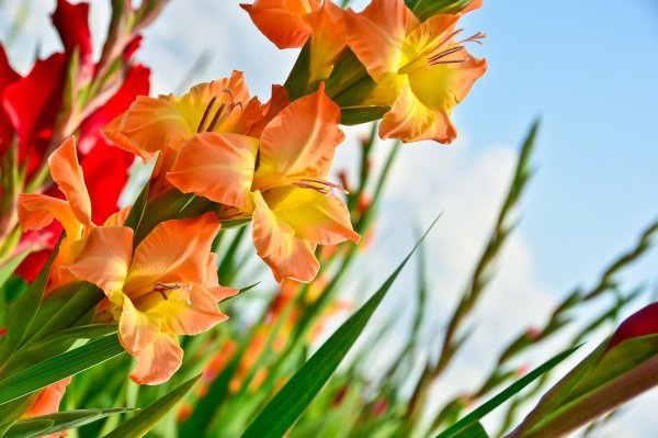 гладиолусы в саду