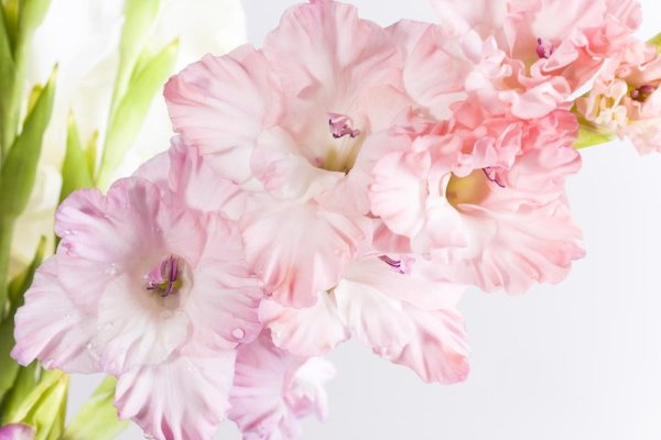 цветы гладиолусы букет