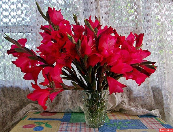 букет красных гладиолусов