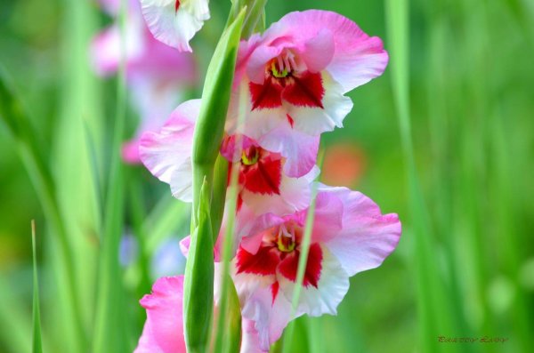 гладиолус растение