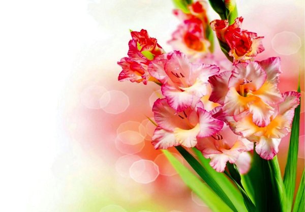 гладиолус на белом фоне