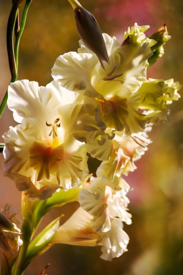 белые гладиолусы