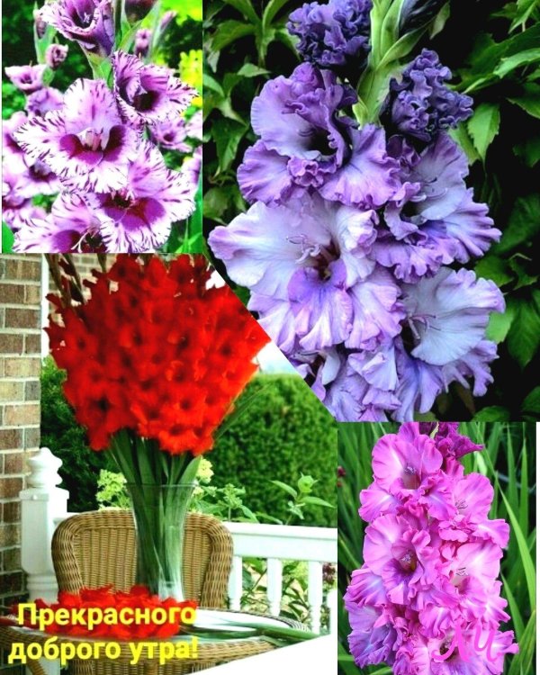 гладиолусы сорта