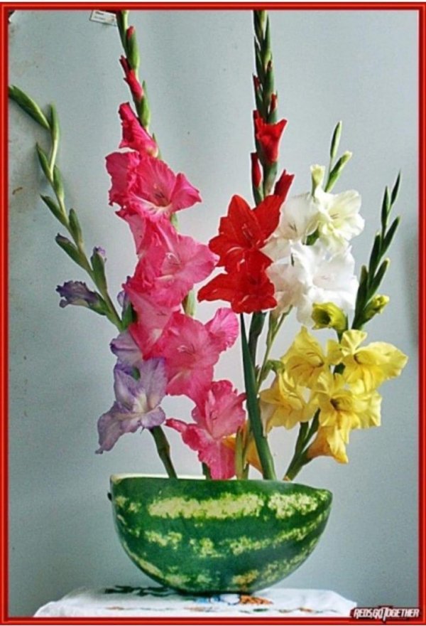 букет гладиолусов