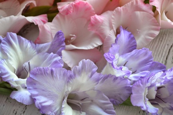 красивые гладиолусы