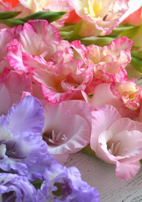 виды гладиолусов