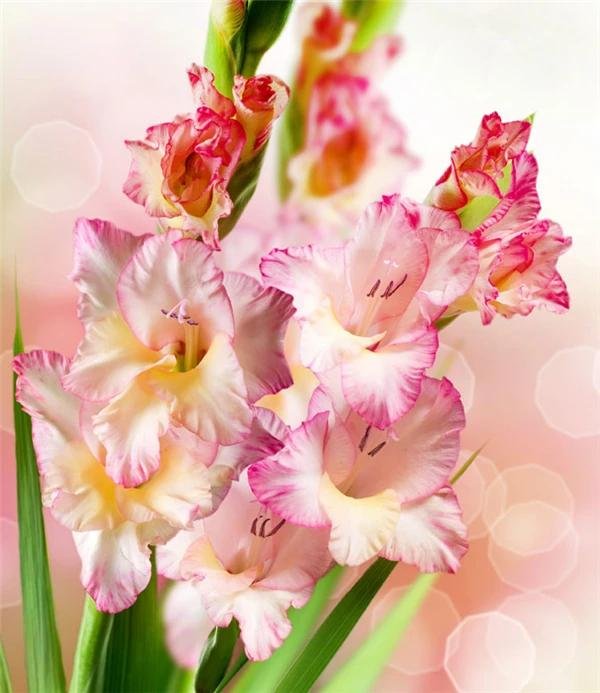 открытка гладиолусы