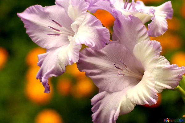 гладиолусы фон