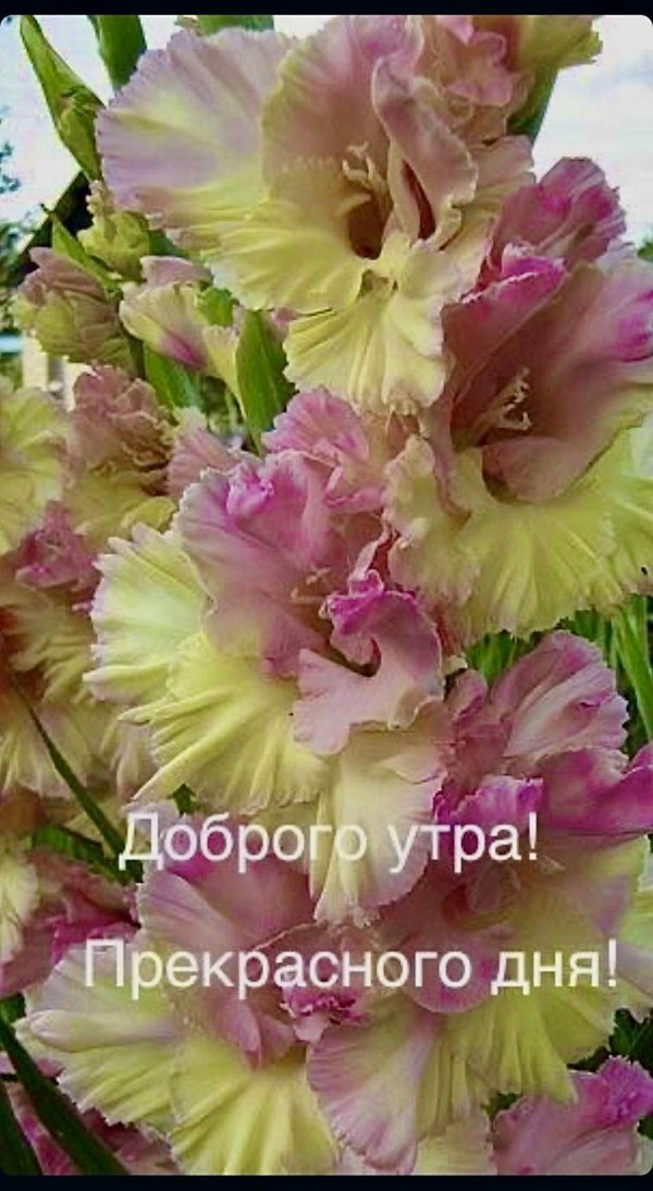 доброе утро гладиолусы