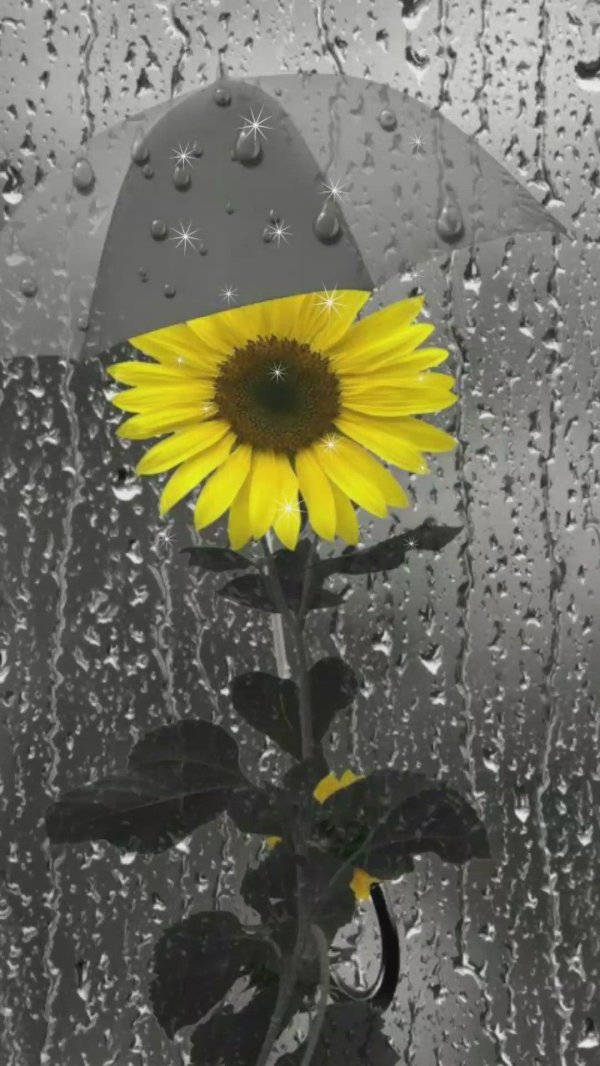 цветы дождя