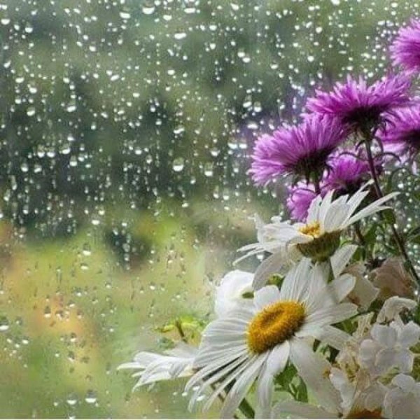 цветы и дождик