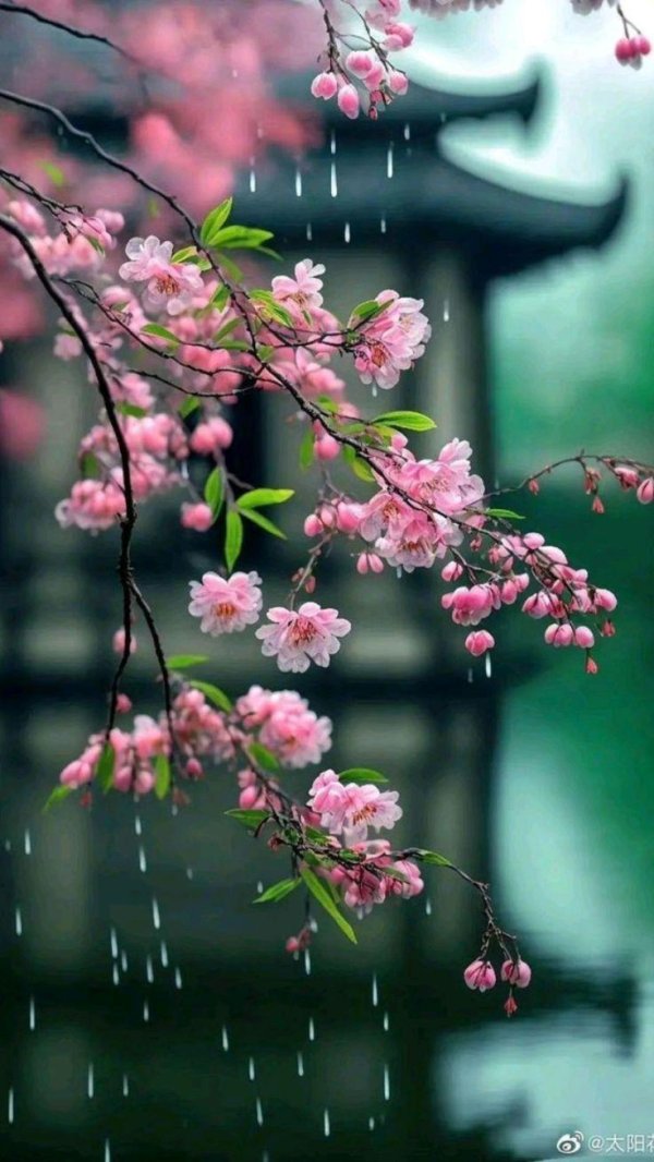 сакура дерево