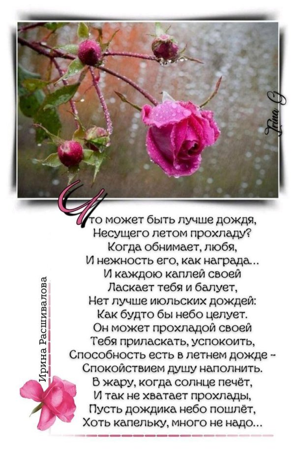 фет сентябрьская роза