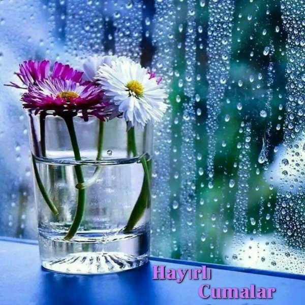 цветок на окне