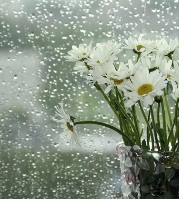 ромашки под дождем