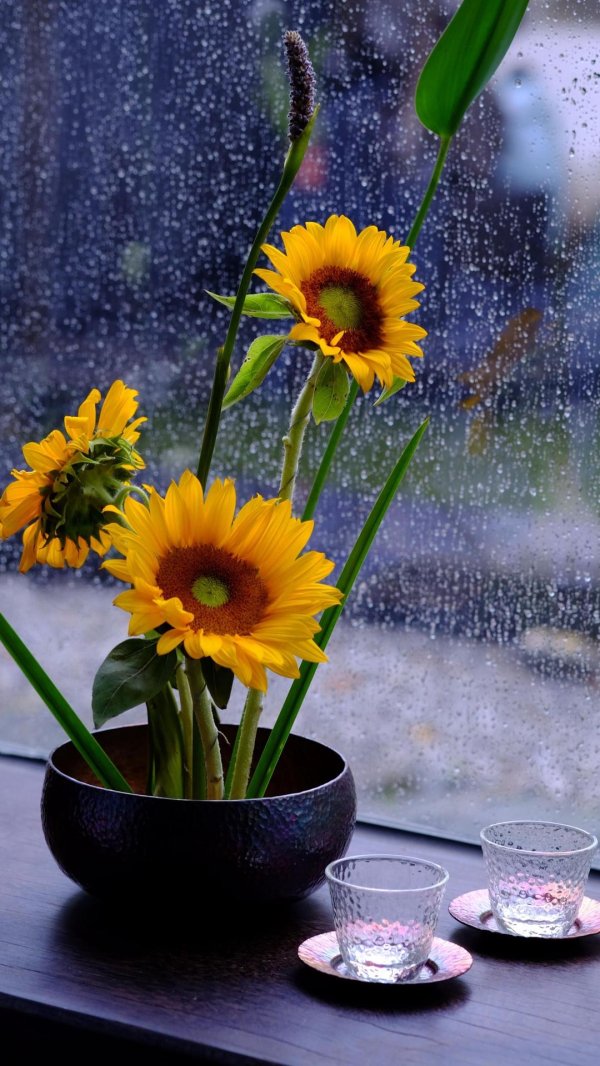 подсолнух под дождем