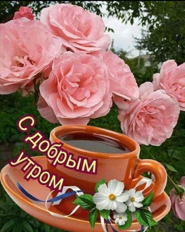 доброго утра с розами