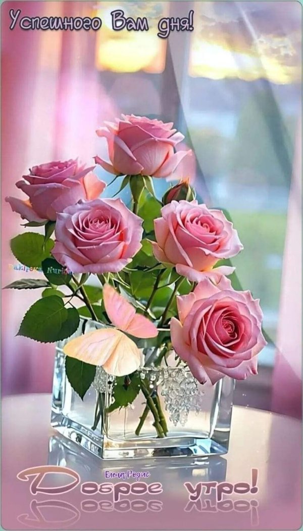 красивые утренние розы