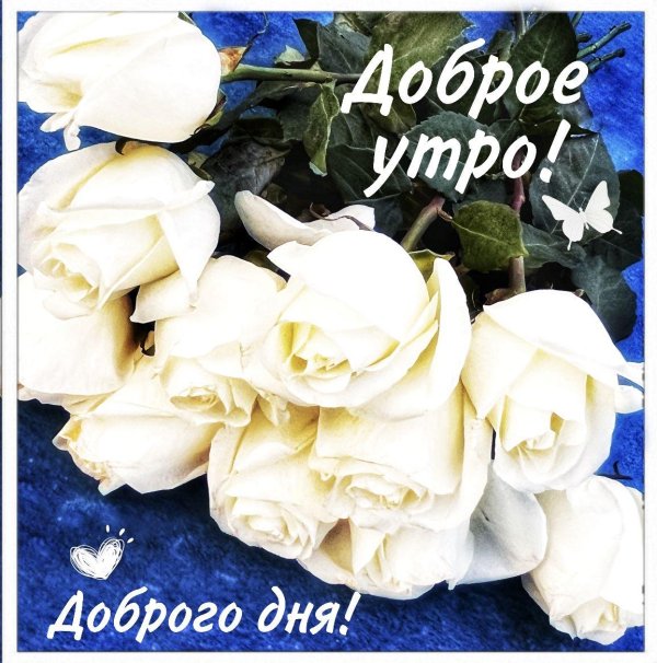 доброе утро с белыми розами