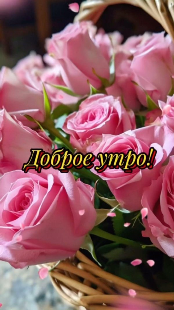 красивые утренние розы