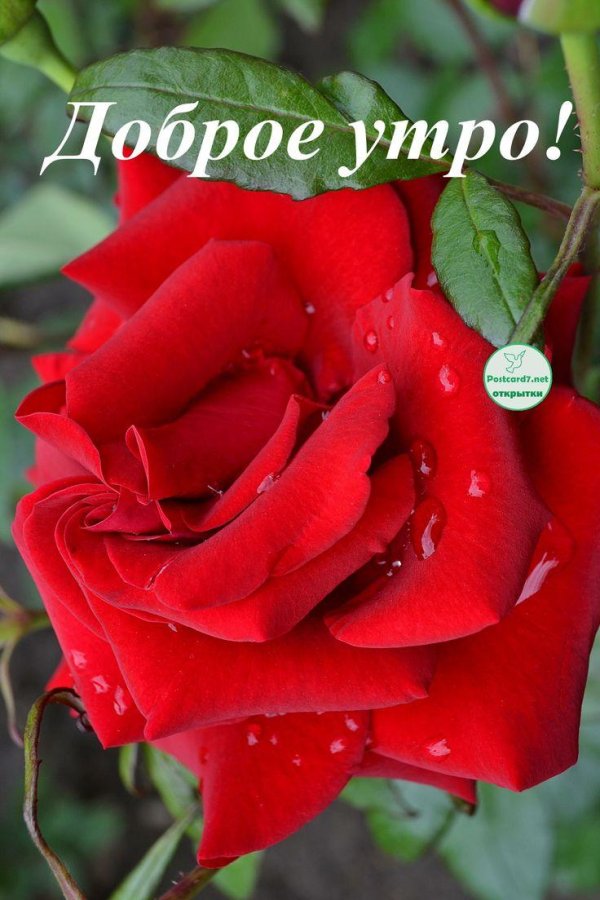 доброго утра с розами