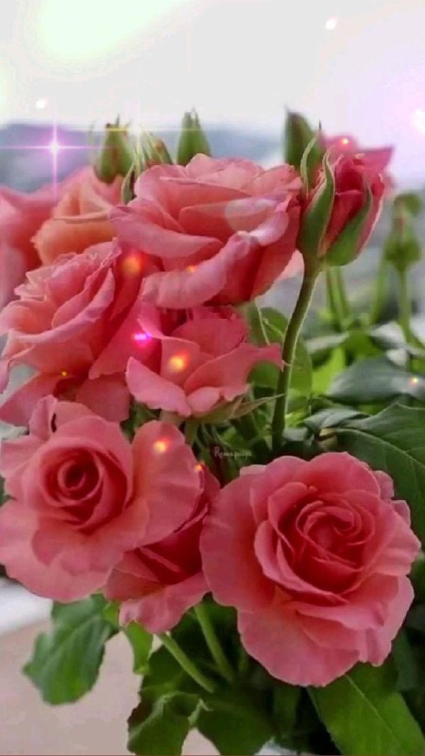 прекрасные цветы