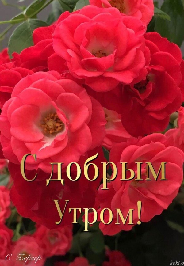 роза с добрым утром