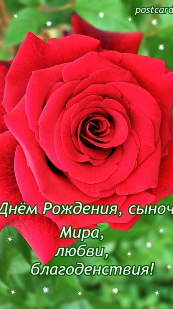 роза с днем рождения