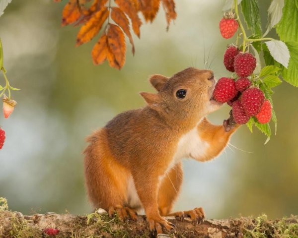 счастливая белка