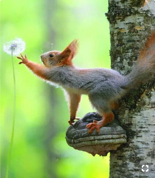 вадим трунов фотограф белки